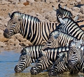 etosha 
 namibie 
 zebre de burchell 
